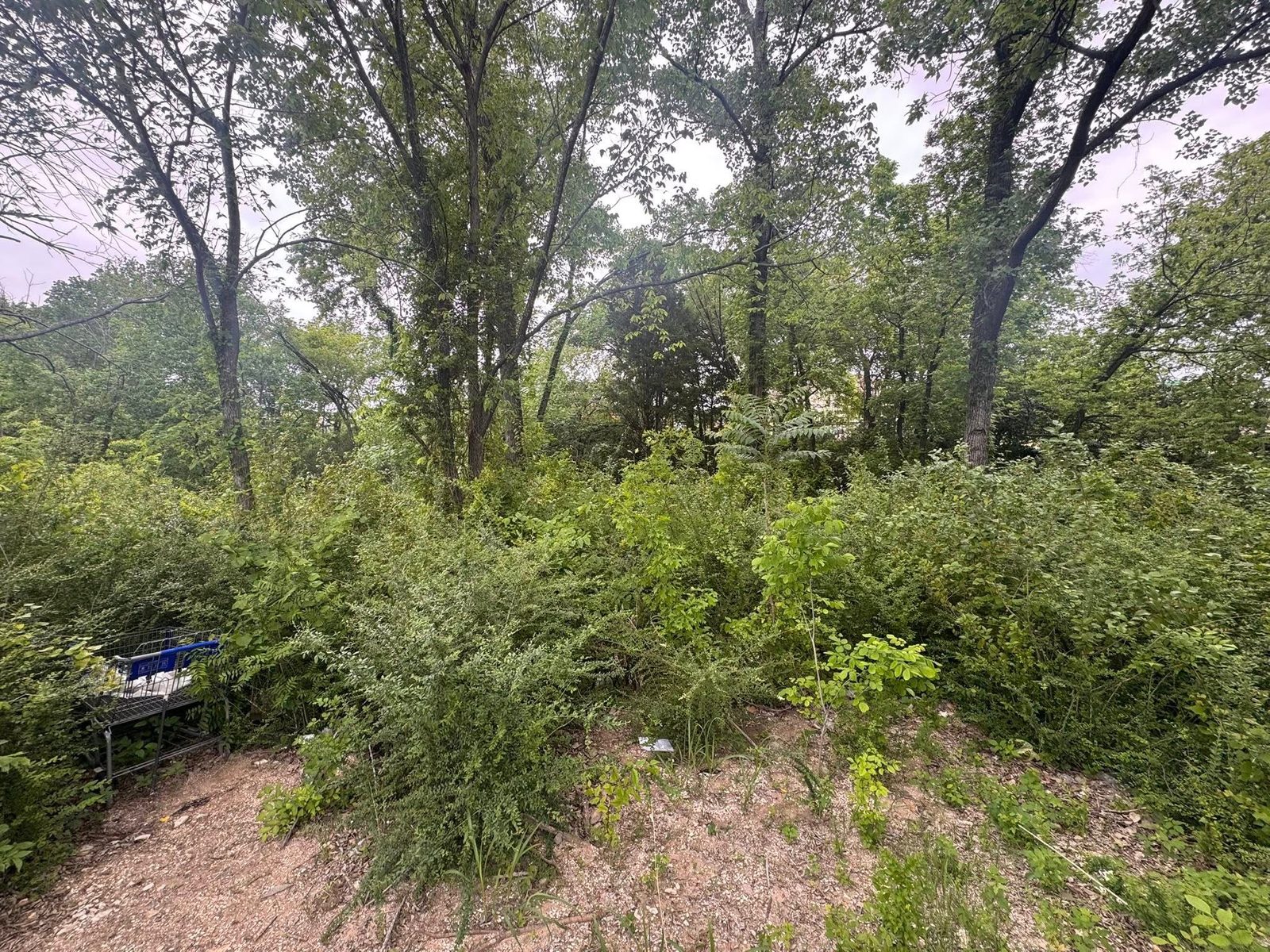 Heavily overgrown lot needing brush clearing service